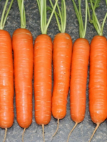 Морковь «Самсон»