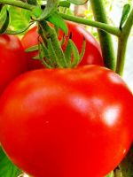 Низкорослые сорта томатов для теплиц	