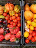 Новые сорта томатов сибирской селекции