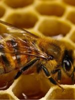 Пчелиный подмор – применение