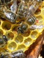 Пчелиный подмор в народной медицине
