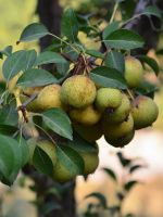 Почему не плодоносит груша – причины