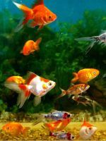 Почему дохнут рыбки в аквариуме?