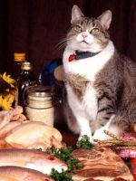 Правильное питание для кошек  