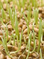 Пророщенная пшеница - польза