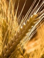 Пшеничная крупа - польза и вред
