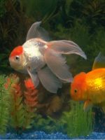Сколько живут аквариумные золотые рыбки?