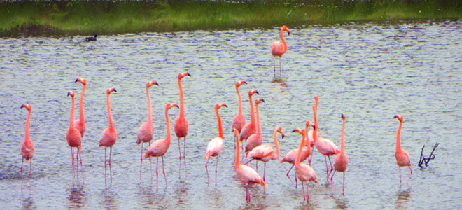 Озеро Фламинго