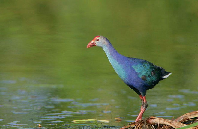 255 видов птиц в заповеднике