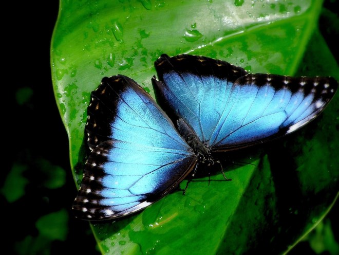 Бабочки Лос-Катиоса