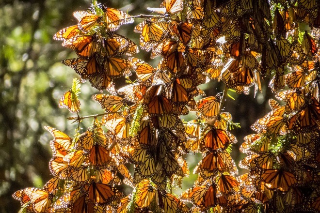 Бабочки монарх в период миграции
