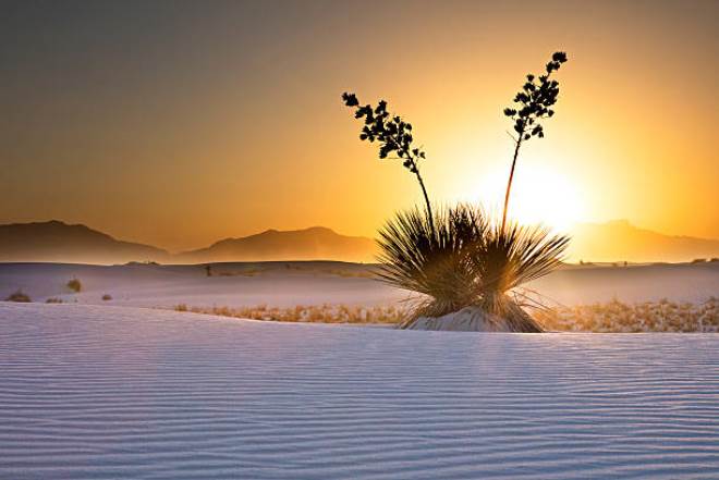 Белый песок пустыни Чиуауа