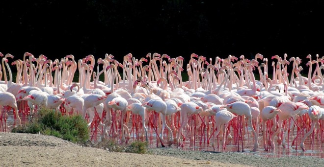 Большая популяция фламинго