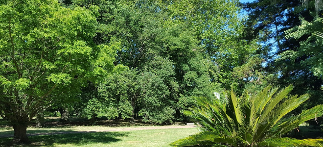 Ботанический сад Монтевидео