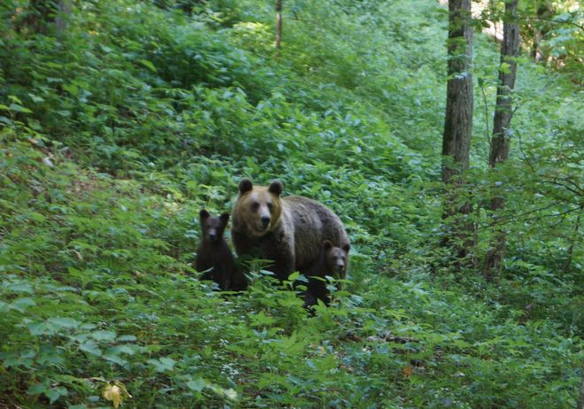 Бурый медведь - самый крупный представитель фауны парка Бучеджи