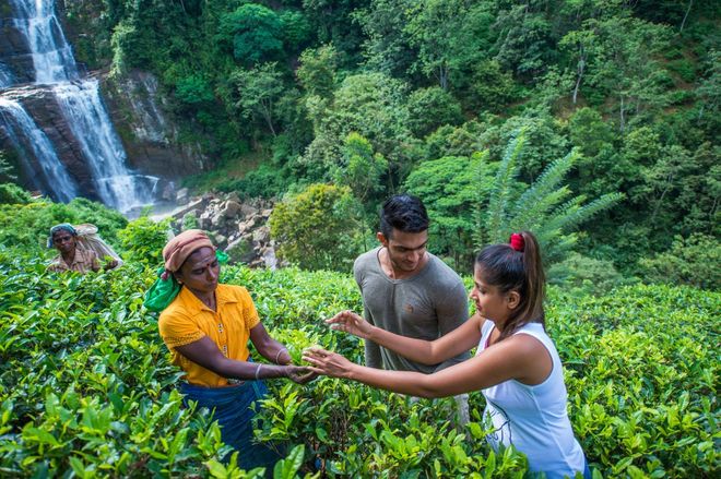 Чайные плантации у водопада Рамбода