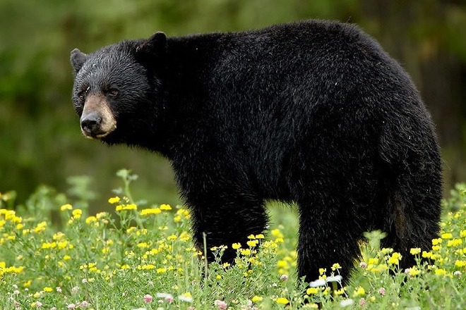 Черные медведи в Торнгат-Маунтинс
