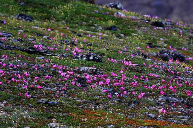 Цветущая тундра в Туктут-Ногаит