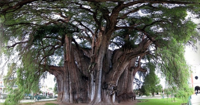 Дерево Туле