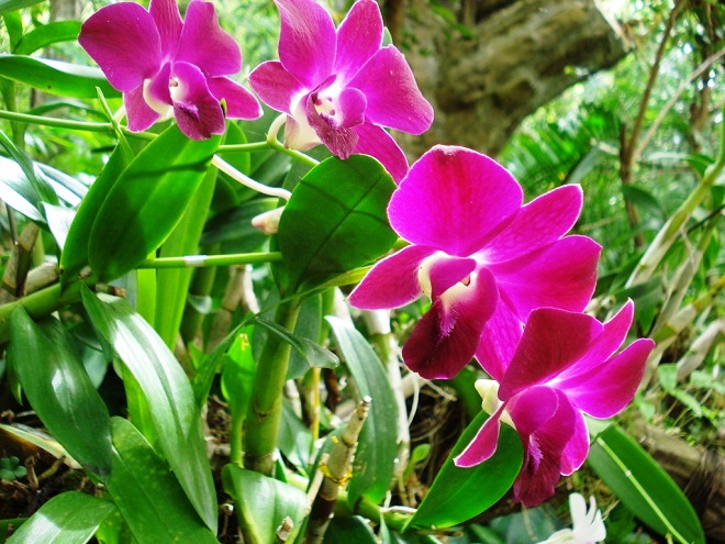 Долина орхидей