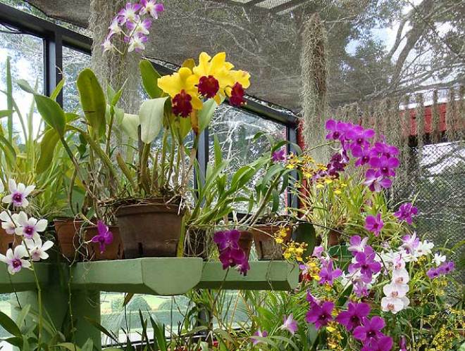 Дом орхидей