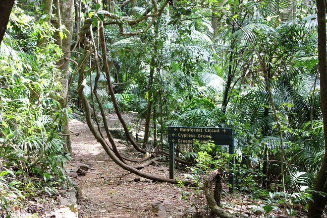 Джунгли в парке Бали-Барат