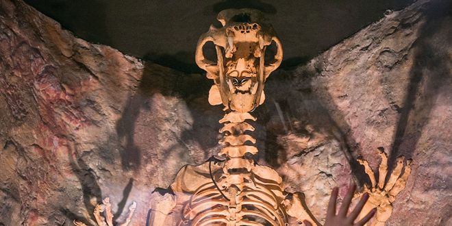 Экспонат из музея доисторического Чеддерского человека