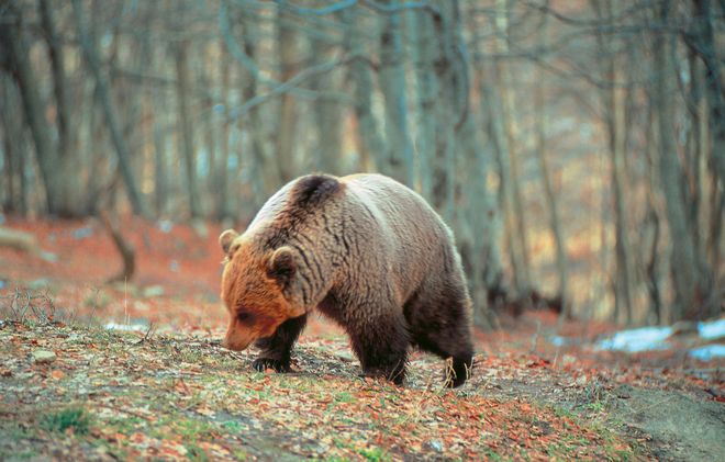 Европейский бурый медведь в национальном парке Пинд