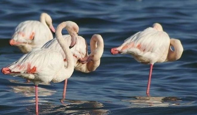 Фламинго - визитная карточка заповедника