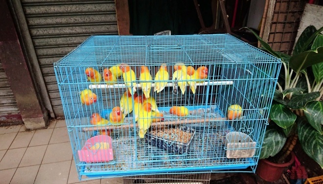 Какие птицы есть в Янпу