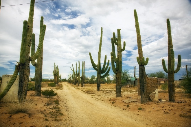 Кактус сагуаро - растение-эндемик пустыни Сонора