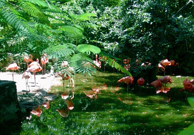 Колония фламинго
