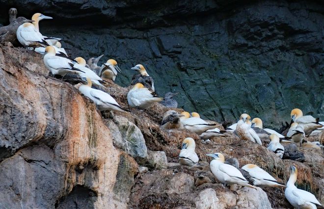 Колония птиц на острове Сент-Килда