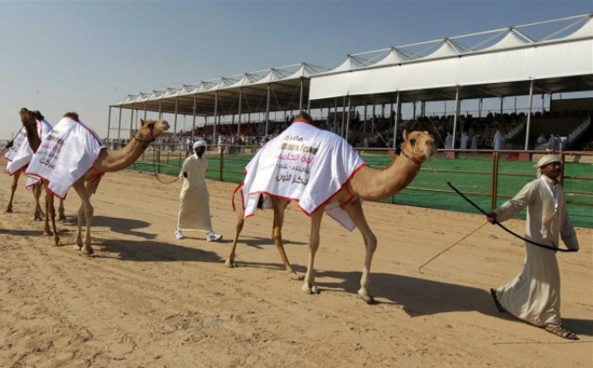 Конкурс красоты верблюдов в Дубае