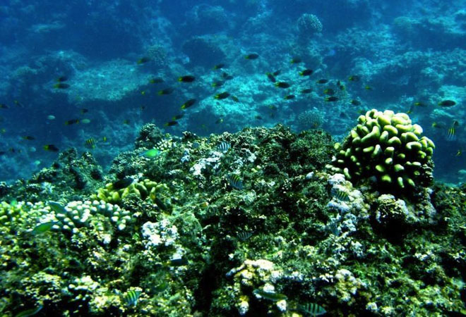 Коралловые рифы Фарасана