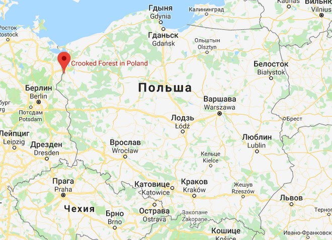Кривой лес в Польше на карте