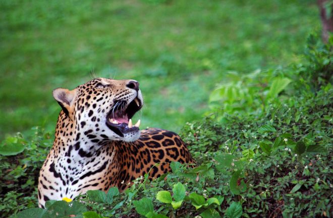 Леопард в зоопарке Санто-Доминго