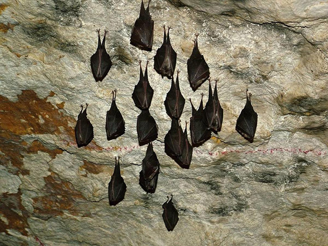 Летучие мыши в пещерах