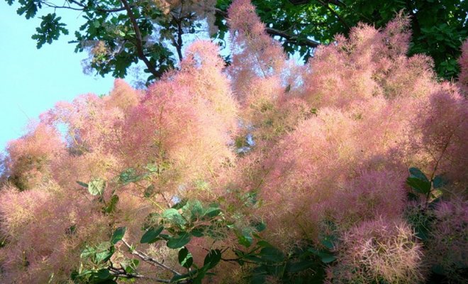 Можно встретить париковое дерево, экзотическое для Центральной Европы