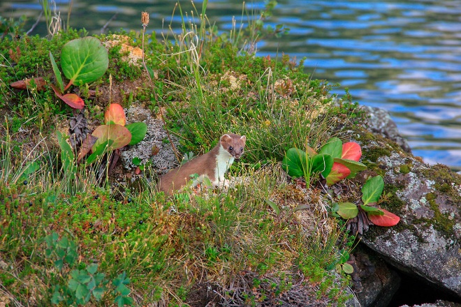 На берегах озера можно встретить горностая