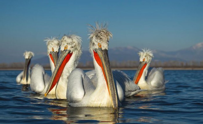 На озере обитает кудрявый пеликан