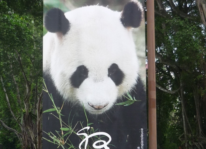 На пути к гордости зоопарка — пандам