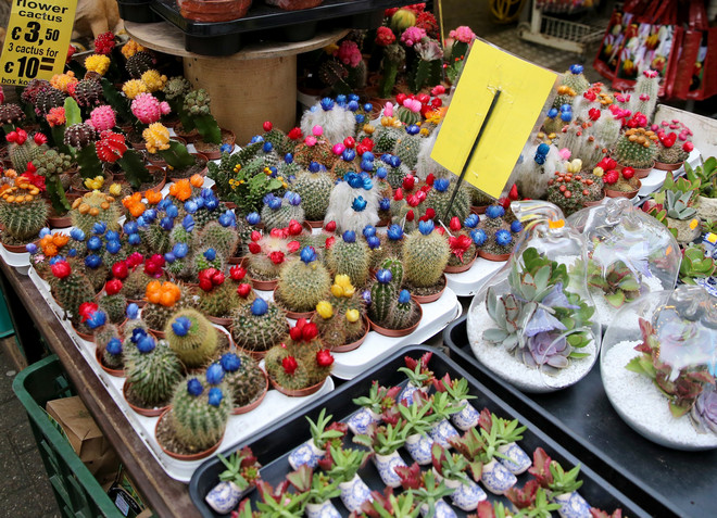 На рынке можно купить разные виды растений