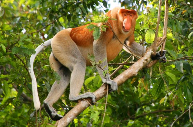 Носач (Nasalis larvatus) - вид обезьян, обитающий только на Борнео