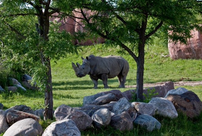 Носороги в африканской саванне