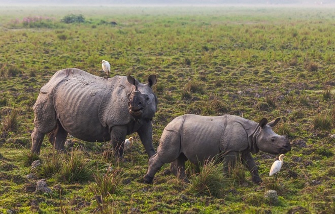 Носороги в национальном парке