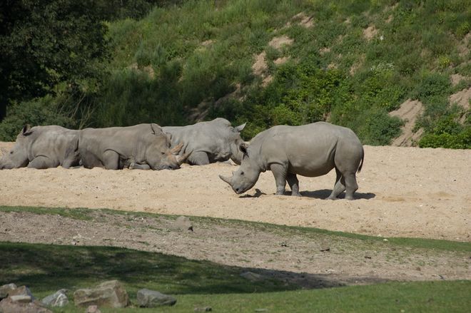 Носороги в Сафари-парке