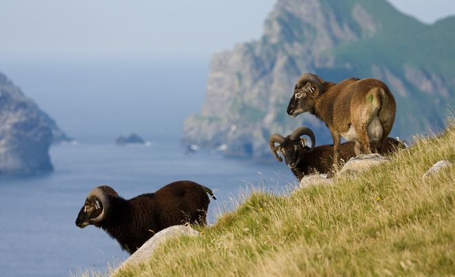 Одичавшие овцы на острове Сент-Килда