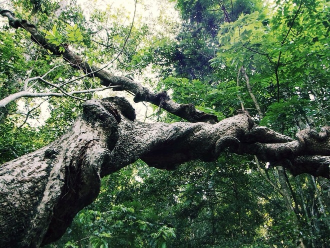 Одна из достопримечательностей леса - гигантская лиана