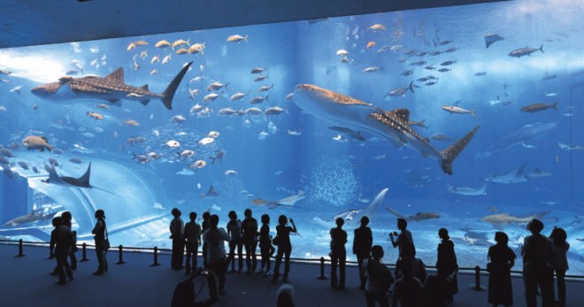 Гигантский аквариум в Японии Okinawa Churaumi Aquarium видео